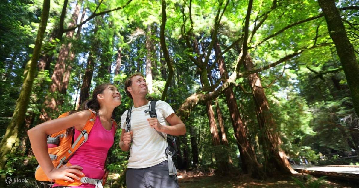 Ancient Canopy: Guided Muir Woods Redwood Exploration