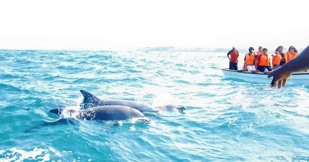 Private Key West Dolphin Watch & Snorkel Adventure