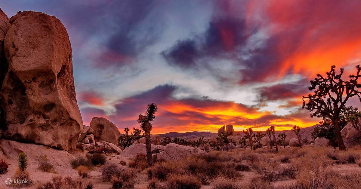 Desert Mystique: Joshua Tree & Nixon Library Private Tour