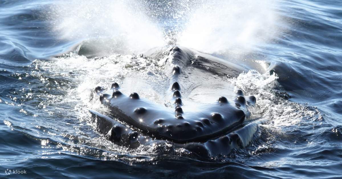 Private San Diego Luxury Whale Watching Expedition
