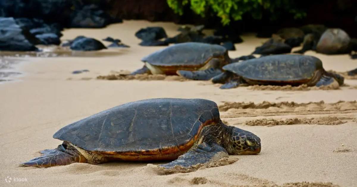 Ultimate O'ahu Island Discovery Circle Tour